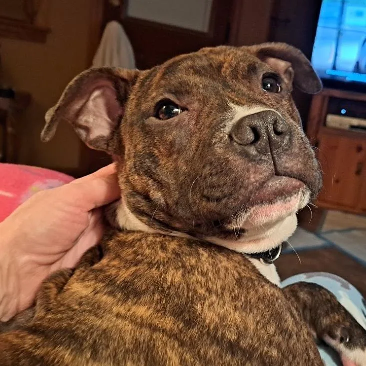 Phoebe thumbnail 6