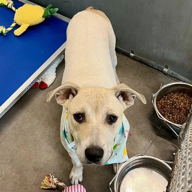 A young small-sized female Labrador Retriever dog named Paris for adoption in Tavares, FL