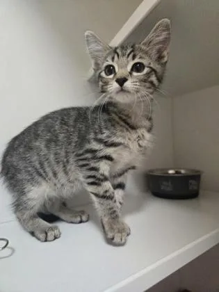 A baby small-sized female Domestic Short Hair cat named Boops for adoption in Savannah, GA