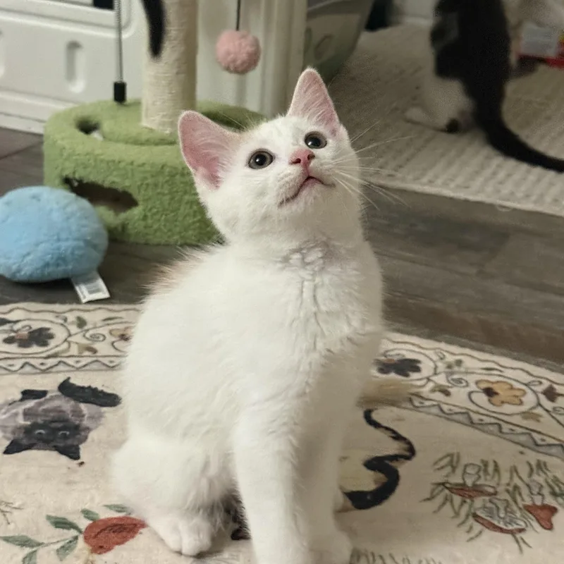 A baby medium-sized male Domestic Short Hair cat named Cashmere for adoption in Blaine, MN
