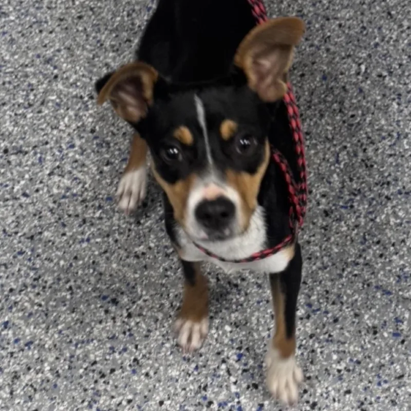 A young small-sized male Black Mixed Breed dog named Little Prince for adoption in Greenville, SC