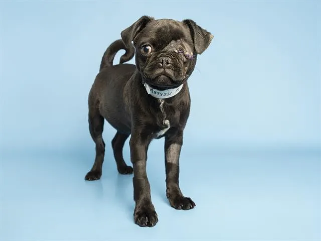 Gus Gus