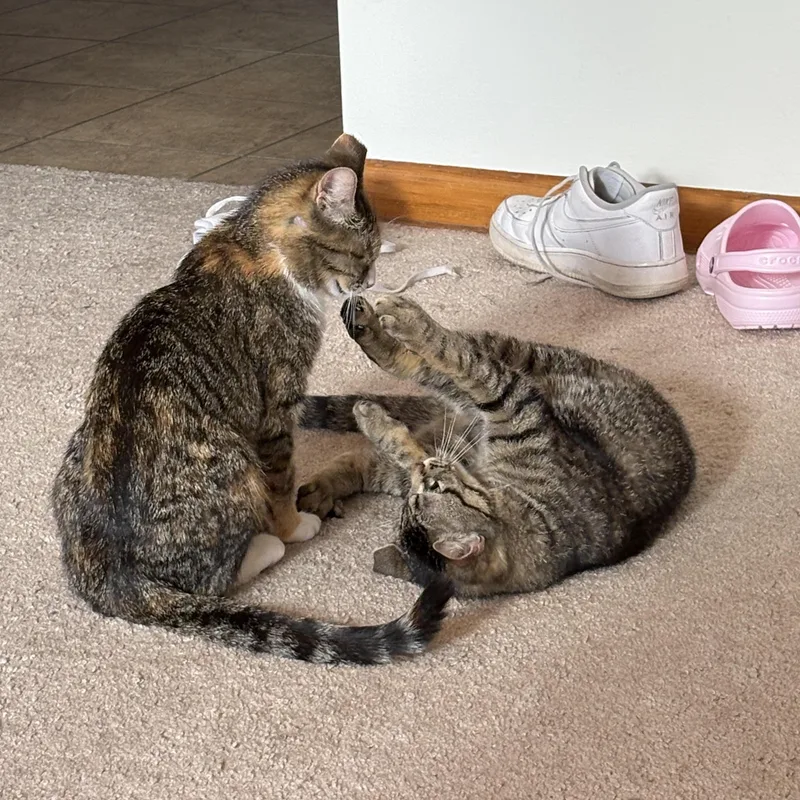 A young medium-sized female Tabby (Brown / Chocolate) Tabby cat named Lee for adoption in Lombard, IL