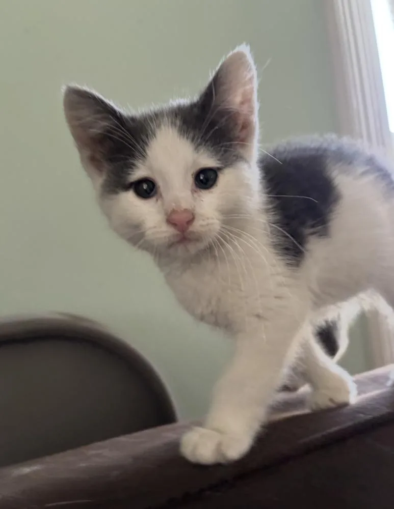 A baby small-sized male Gray & White Domestic Short Hair cat named Diesel for adoption in New York, NY