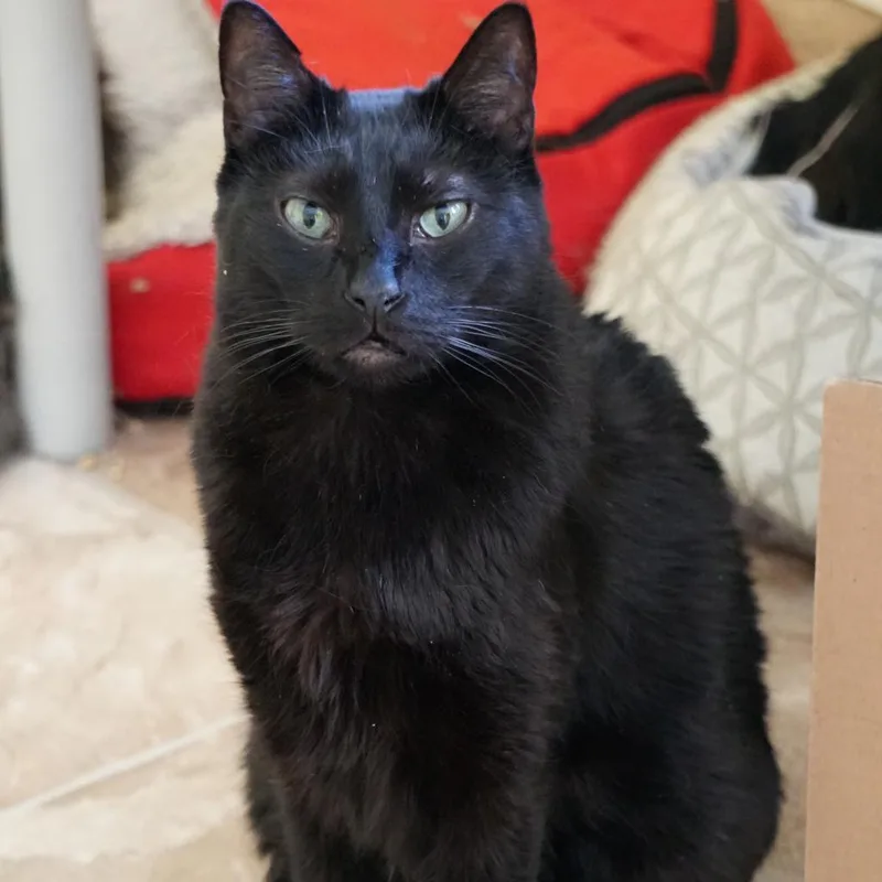 Mr Black