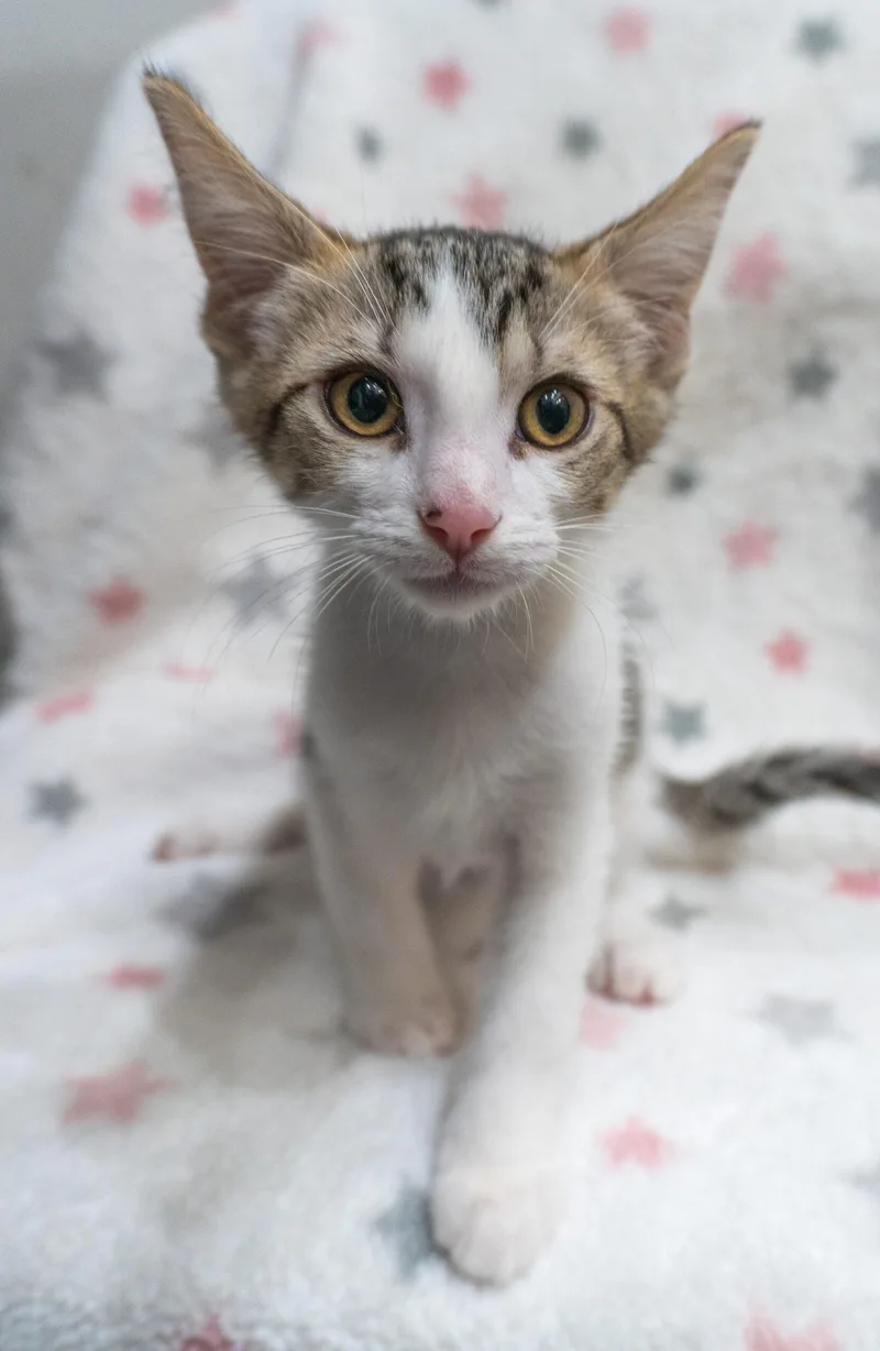 A baby small-sized female Tabby (Brown / Chocolate) Domestic Short Hair cat named Xeela for adoption in Encinitas, CA