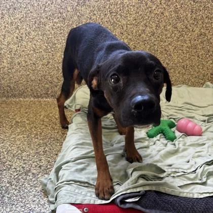 An adult medium-sized male Mixed Breed dog named Christopher Robin for adoption in Merriam, KS