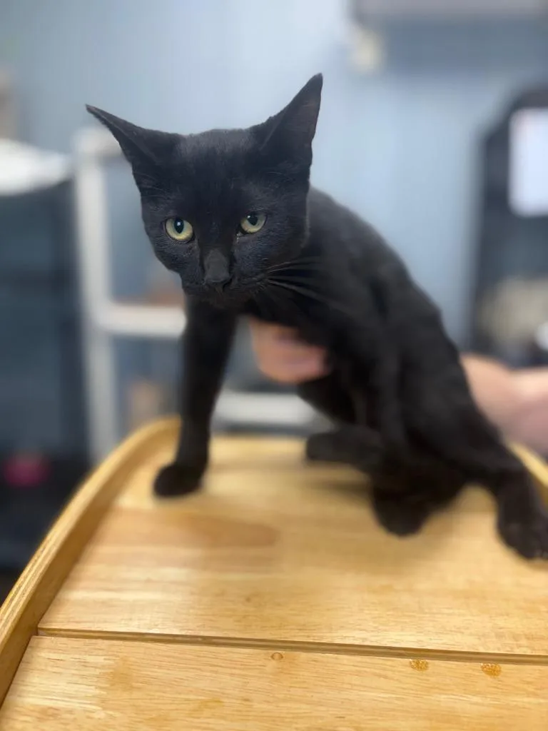 A baby medium-sized male Domestic Short Hair cat named Jet for adoption in Warren, MI