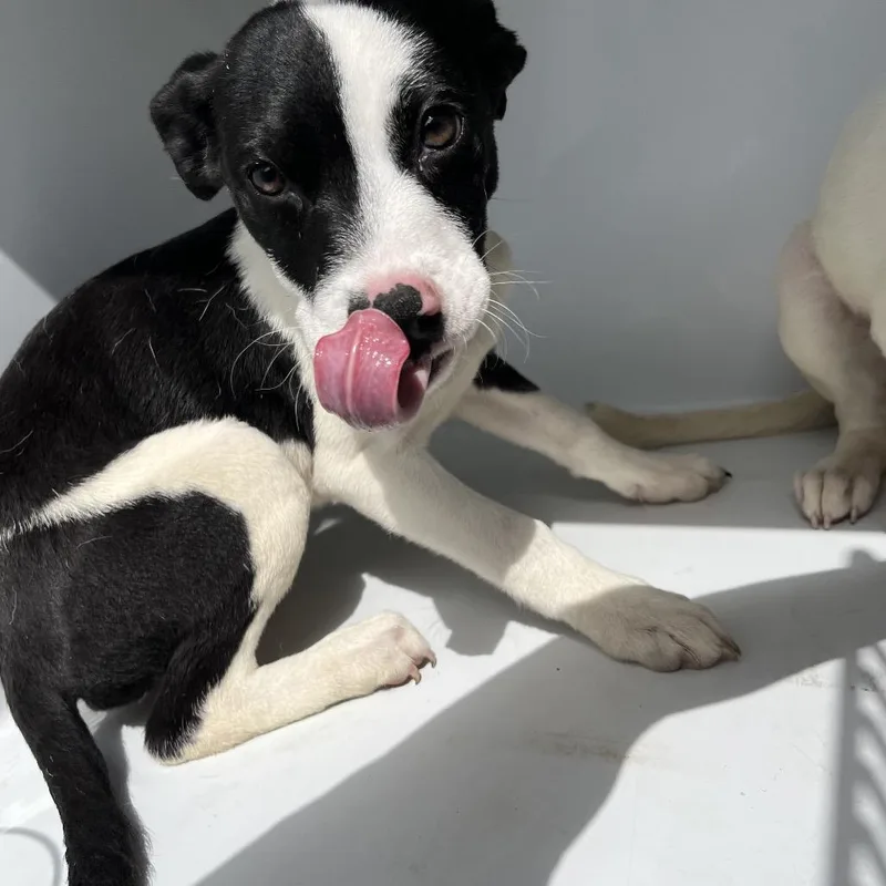 A baby small-sized male Black Mixed Breed dog named Chicken for adoption in Beaumont, TX
