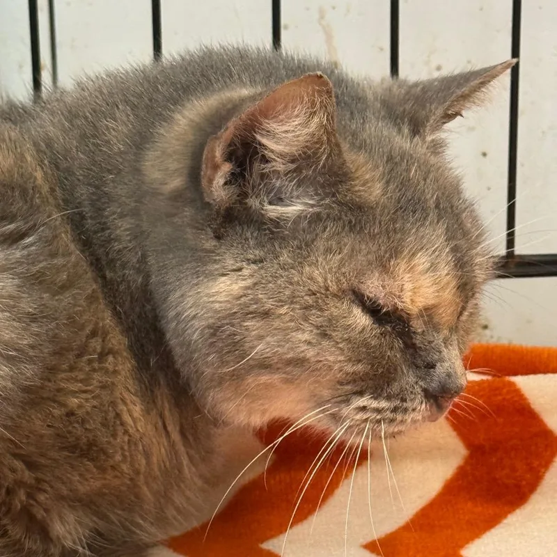 A senior medium-sized female Tortoiseshell Domestic Short Hair cat named Lucinda for adoption in Horn Lake, MS
