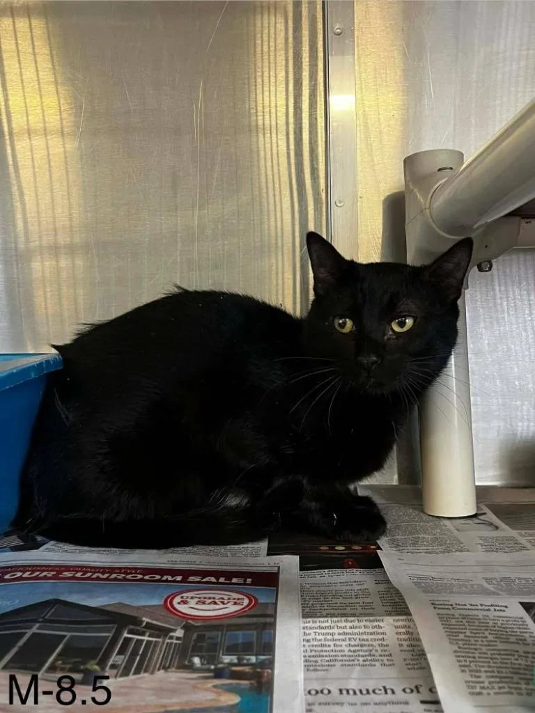 A baby medium-sized male Domestic Short Hair cat named Kiko for adoption in Sunrise Beach, MO