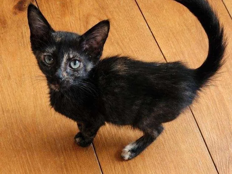 A baby small-sized female Domestic Short Hair cat named Poppy for adoption in Lunenburg, MA