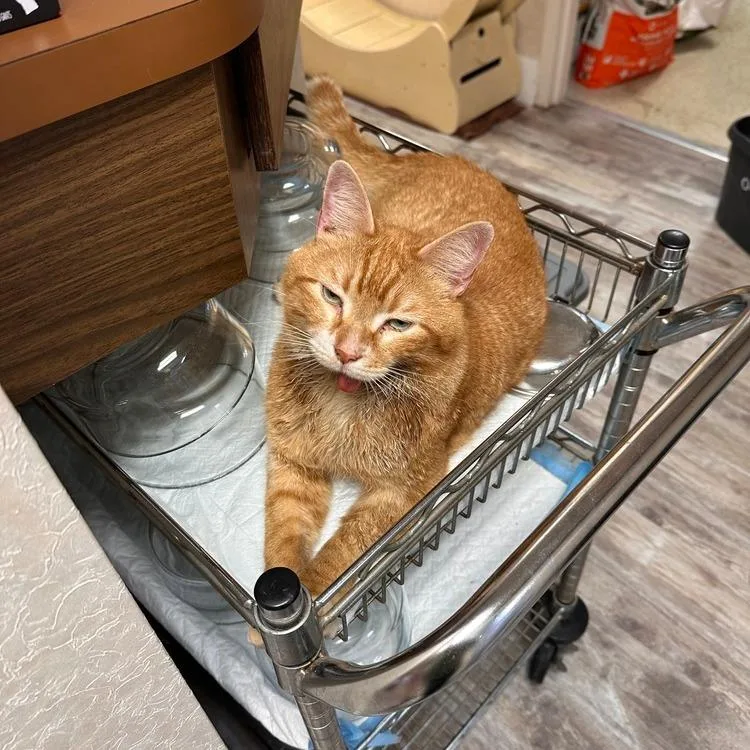 An adult small-sized male Orange / Red Domestic Short Hair cat named Jaws for adoption in Greensburg, PA