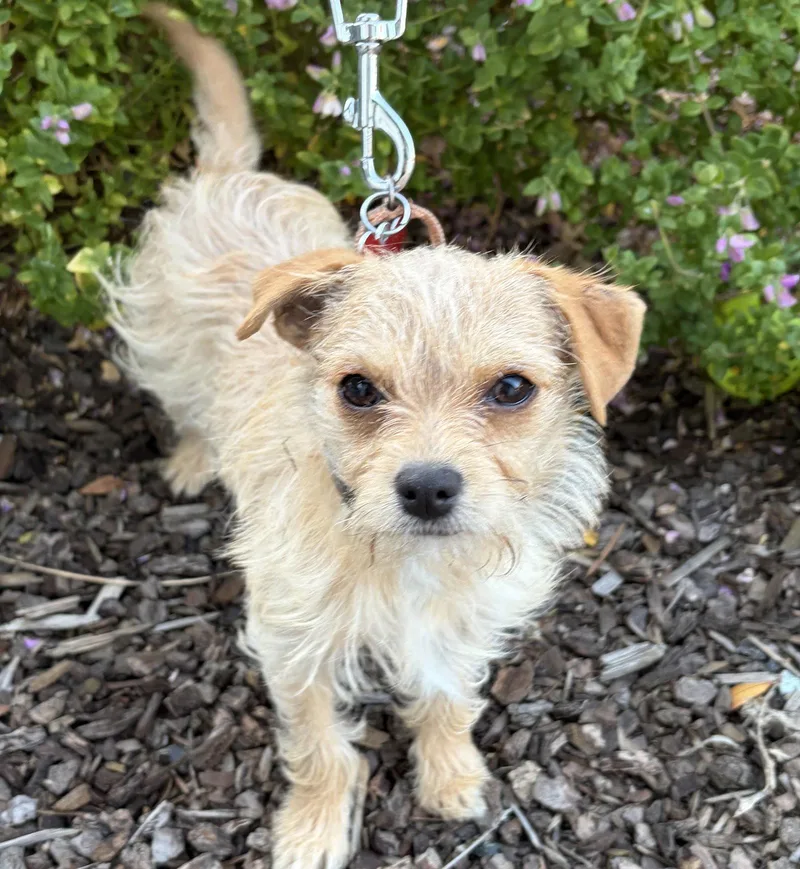A baby small-sized female Yorkshire Terrier dog named Curtsey for adoption in Palo Alto, CA