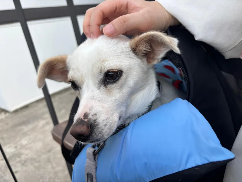 A young small-sized female Jack Russell Terrier dog named Lael for adoption in DANVERS, MA