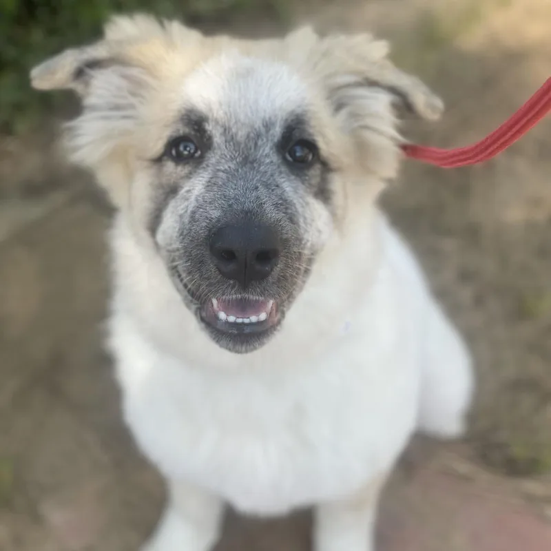 A baby small-sized female White / Cream Great Pyrenees dog named Bambi for adoption in Riverside, CA