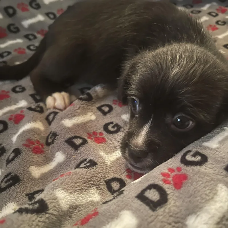 A baby small-sized female Terrier dog named Isla for adoption in Gainesville, VA
