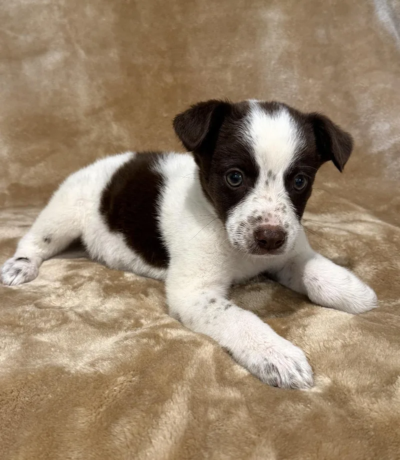 A baby medium-sized male Border Collie dog named Porter for adoption in Iron Ridge, WI