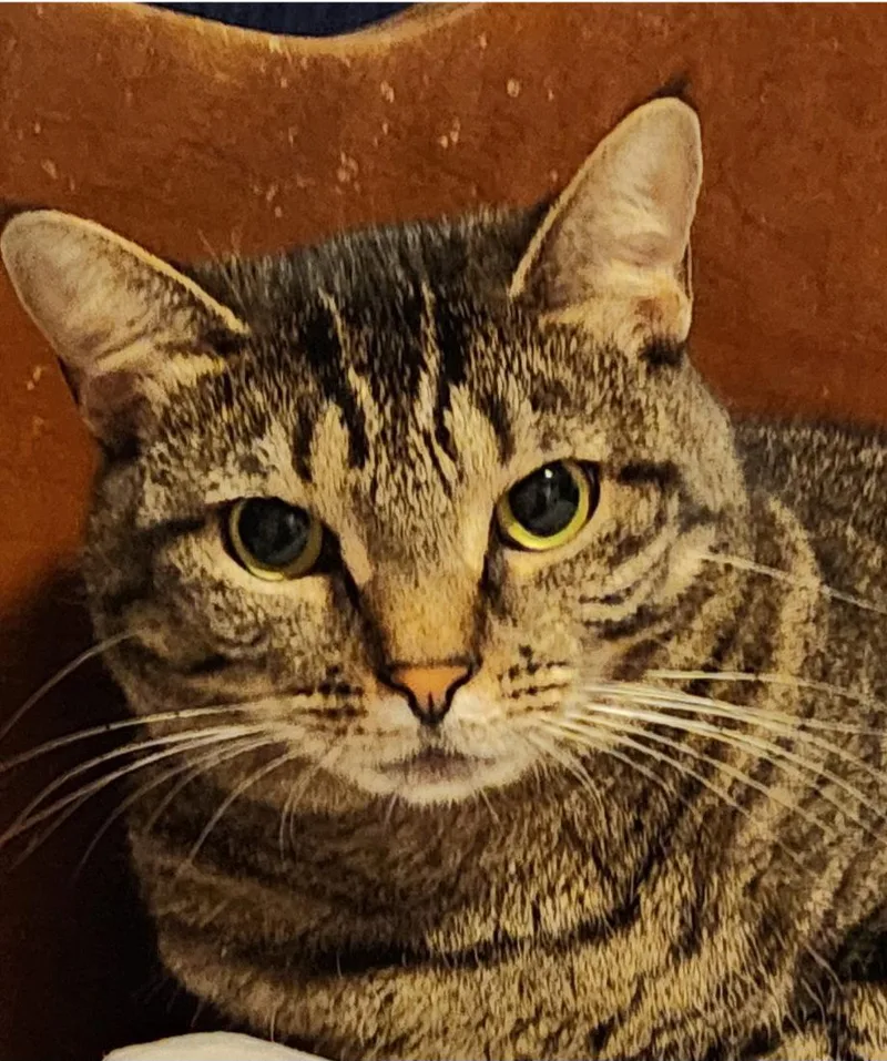 An adult medium-sized female Domestic Short Hair cat named Izzy for adoption in Trenton, NJ