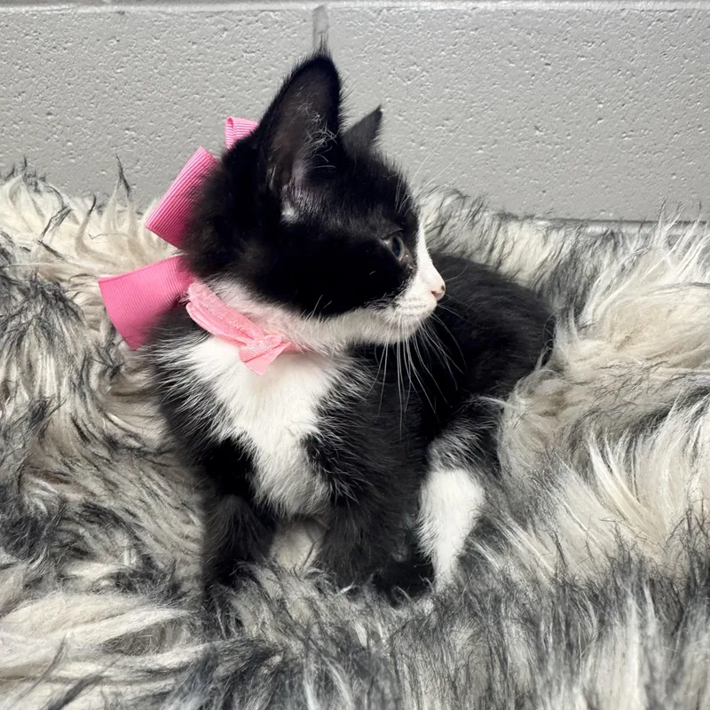 Sweet Bubbles thumbnail 2