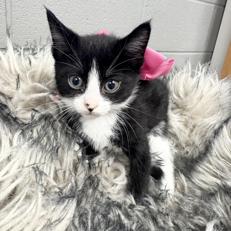 Sweet Bubbles thumbnail 3