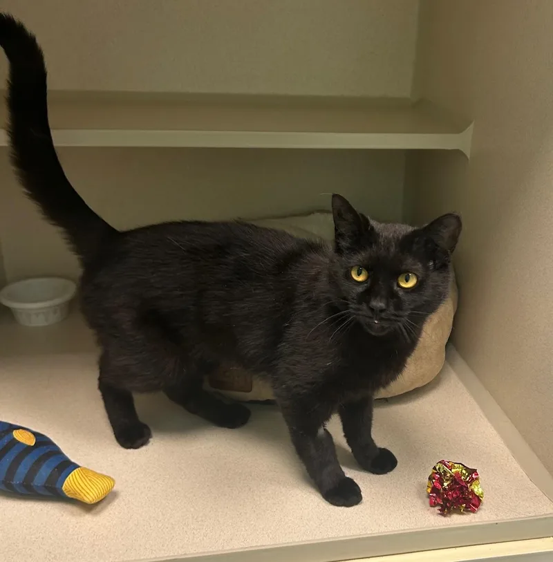 An adult medium-sized female Black Domestic Short Hair cat named Dora for adoption in Milton, MA