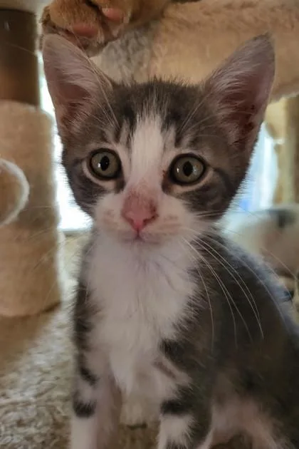 A young small-sized male Domestic Short Hair cat named Sylvester for adoption in River Ridge, LA