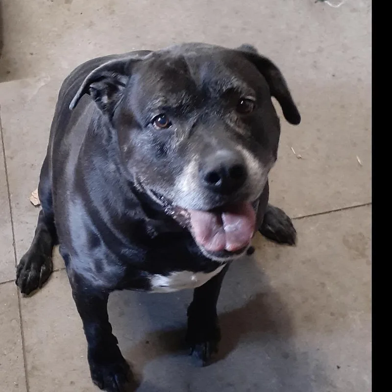 A senior small-sized male Black Mixed Breed dog named Levi for adoption in Bismarck, ND