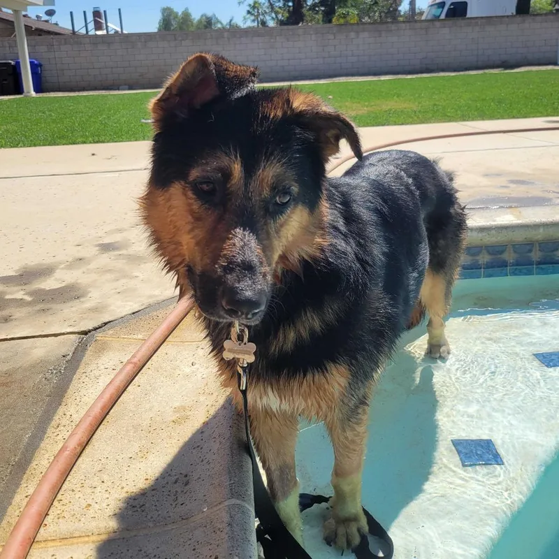 An adult medium-sized male Black German Shepherd Dog dog named Crosby for adoption in Riverside, CA