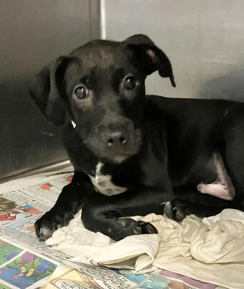A baby medium-sized male Black Labrador Retriever dog named Elfo for adoption in Parma, OH
