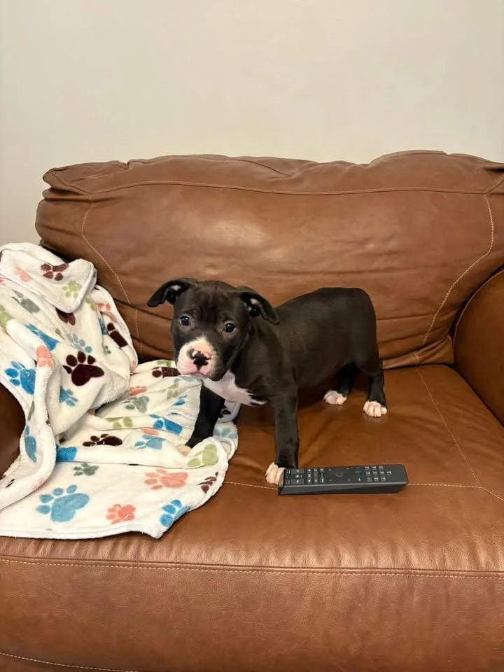 A baby large-sized female American Staffordshire Terrier dog named Mint for adoption in Berlin, NJ