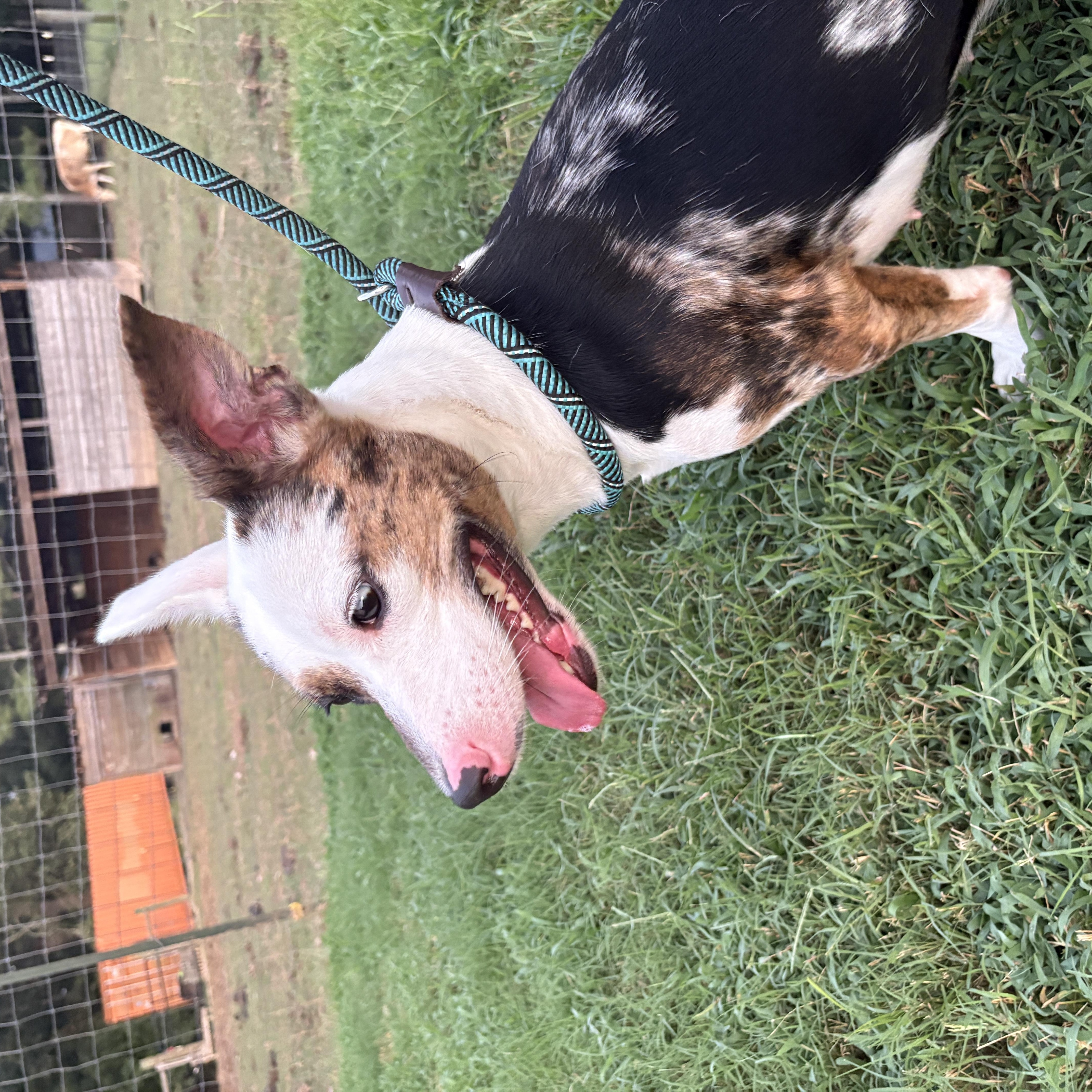 An adult medium-sized female Dachshund dog named Winnie for adoption in polkton, NC