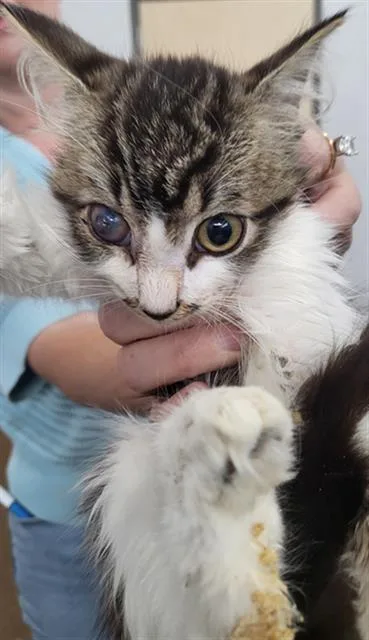 A baby medium-sized female Domestic Medium Hair cat named Biscuit for adoption in Dallas, TX