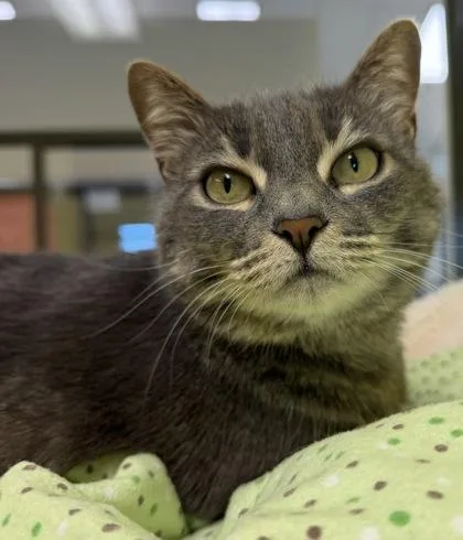 An adult medium-sized female Domestic Short Hair cat named Ruby for adoption in Eugene, OR