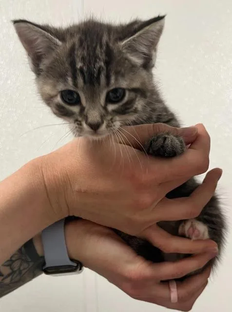 A baby medium-sized female Domestic Short Hair cat named Mantis for adoption in Minot, ND