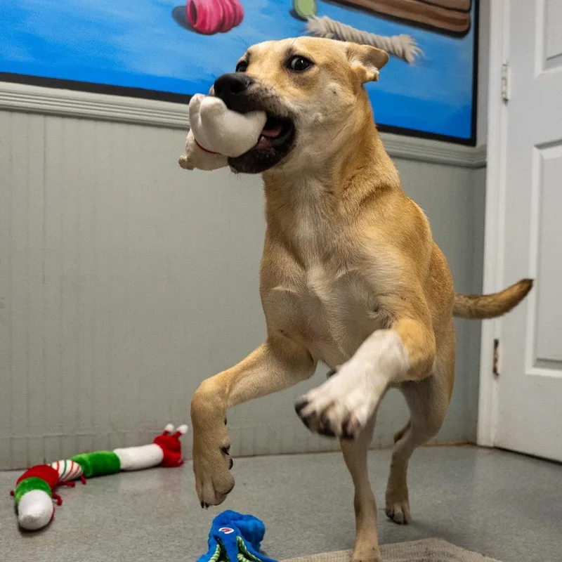 A baby medium-sized male Labrador Retriever dog named Louis for adoption in Pawling, NY