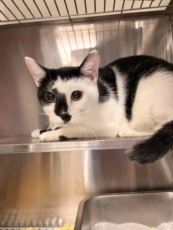 A young medium-sized female Domestic Short Hair cat named Daisy Mae for adoption in Greensburg, IN