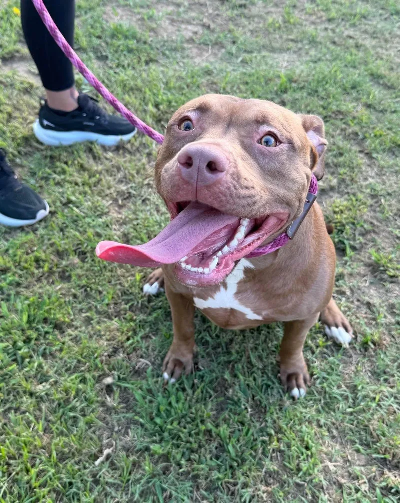 A young large-sized female Pit Bull Terrier dog named Lolly for adoption in Pembroke, MA