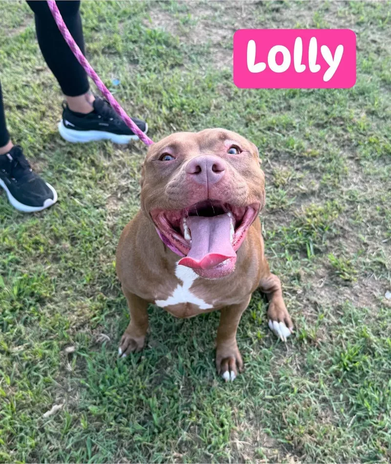 Lolly thumbnail 2