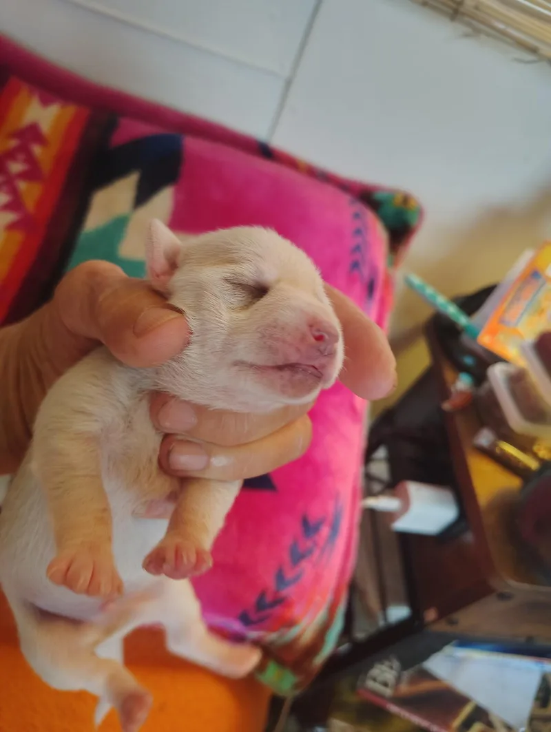 A baby small-sized male White / Cream Chihuahua dog named Oscar for adoption in Deming, NM