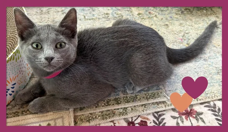 A baby small-sized female Gray / Blue / Silver American Shorthair cat named Pawlina for adoption in Hot Springs, AR