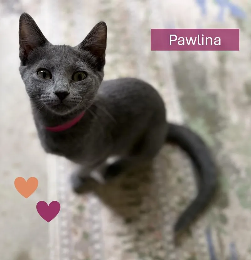 Pawlina thumbnail 3