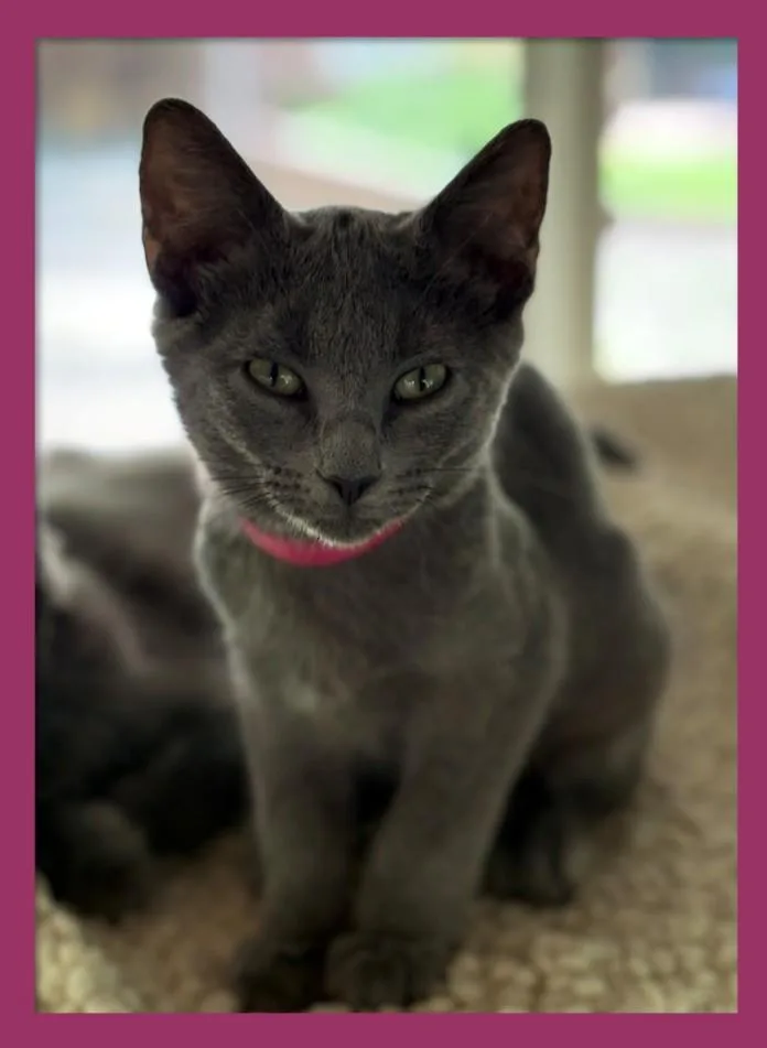 Pawlina thumbnail 4