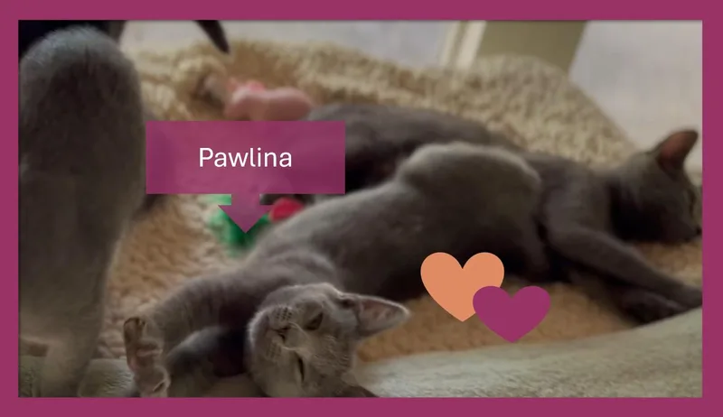 Pawlina thumbnail 5