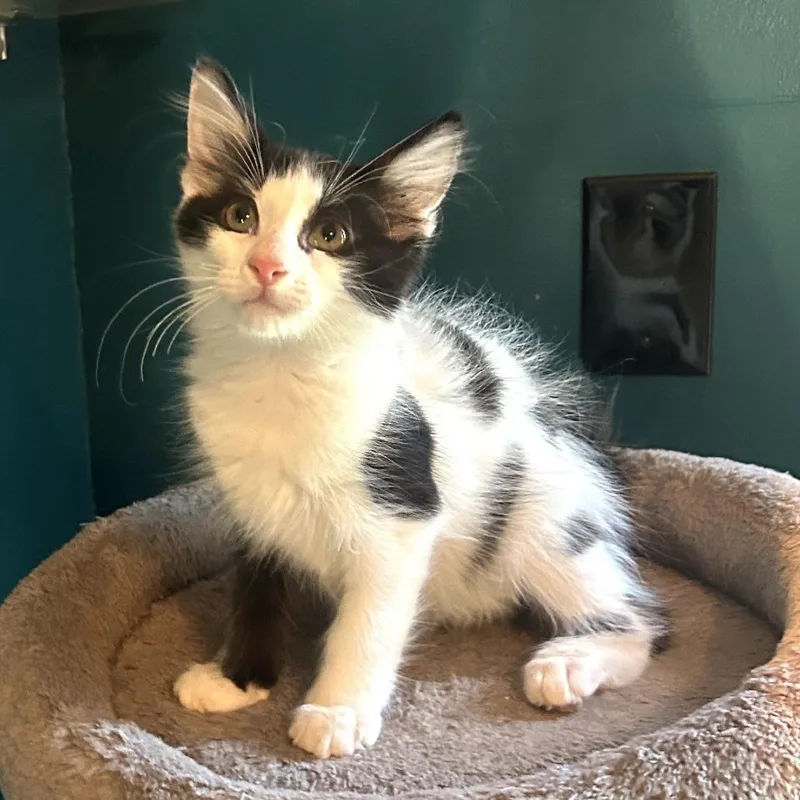 A baby small-sized male Black Domestic Short Hair cat named Moomoo for adoption in Long Beach, CA