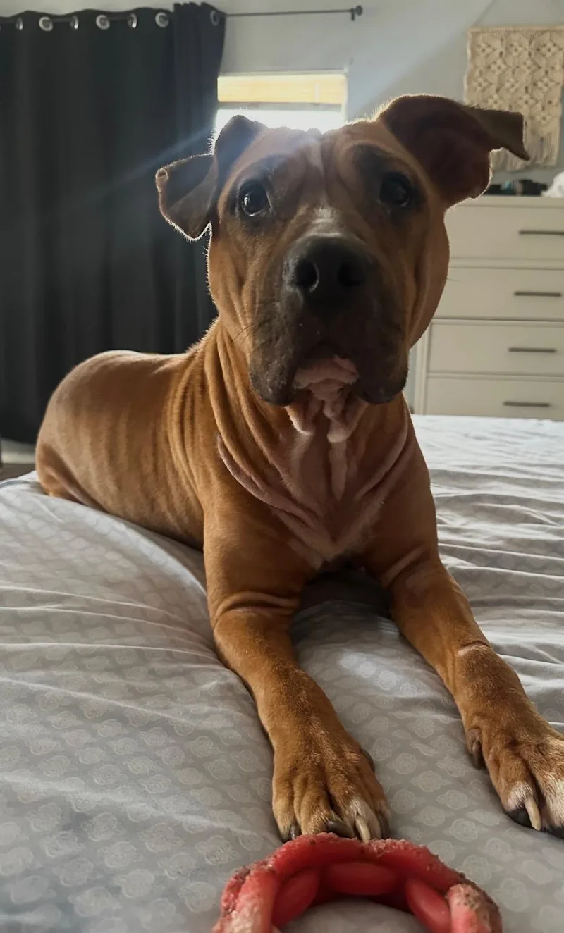An adult medium-sized female Pit Bull Terrier dog named Ellie for adoption in San Antonio, TX