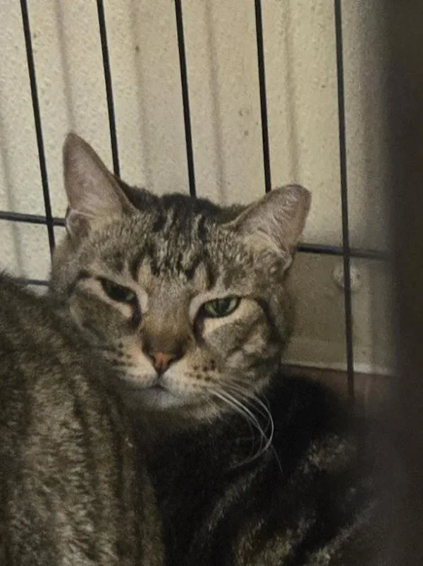 An adult large-sized male Domestic Short Hair cat named Palmer for adoption in Salisbury, MD