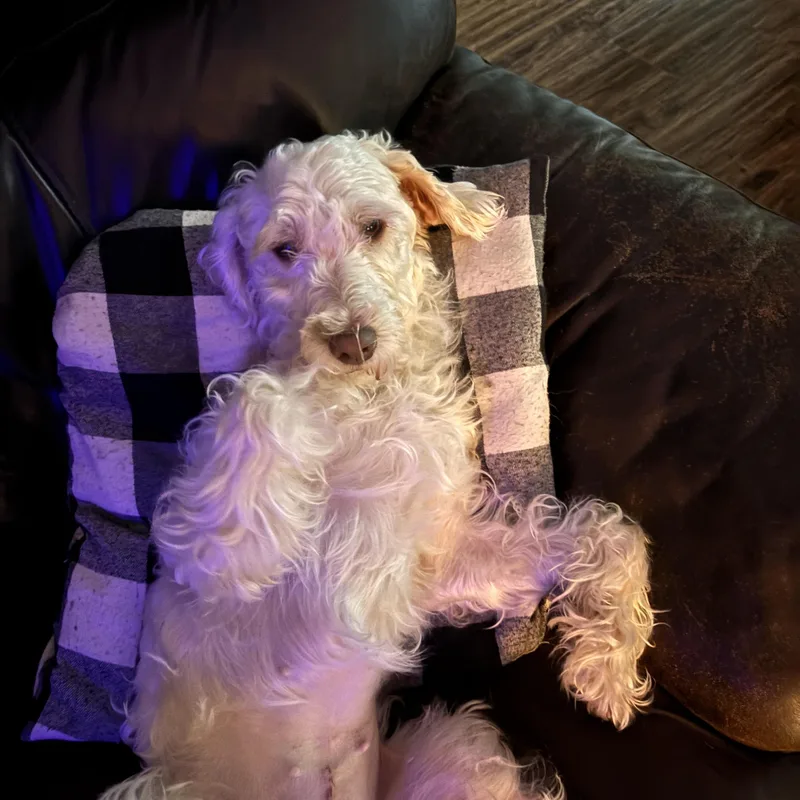 An adult small-sized female White / Cream Miniature Poodle dog named Pearl for adoption in East Lansing, MI