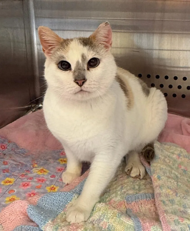 A senior medium-sized female Domestic Short Hair cat named Tinkerbell for adoption in Columbia, TN