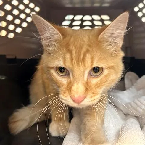 A young medium-sized male Domestic Medium Hair cat named Rupert for adoption in Woodinville, WA